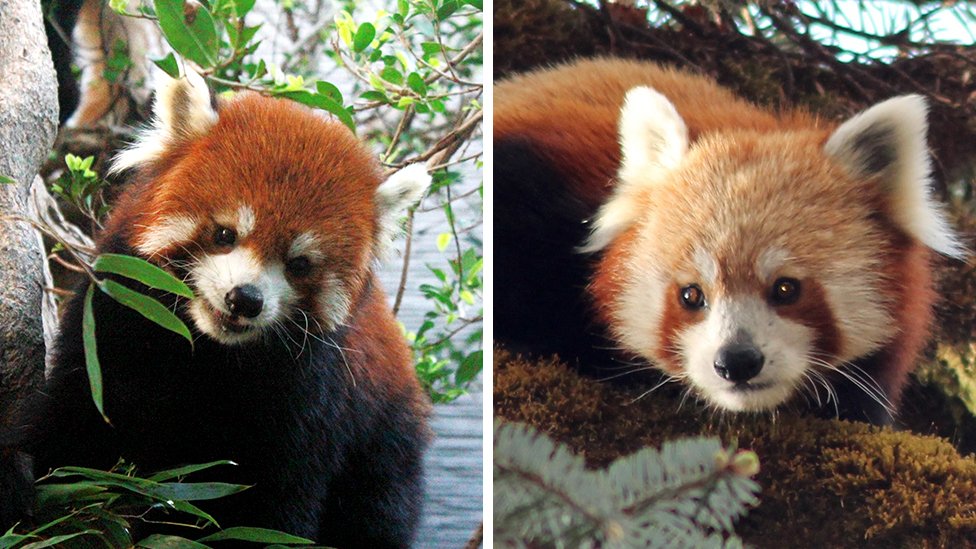 Китайская (слева) и гималайская (справа) красные панды - это отдельные виды