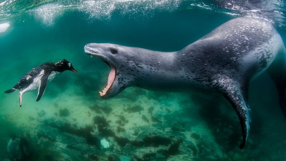A leopard seal about to kill a penguin