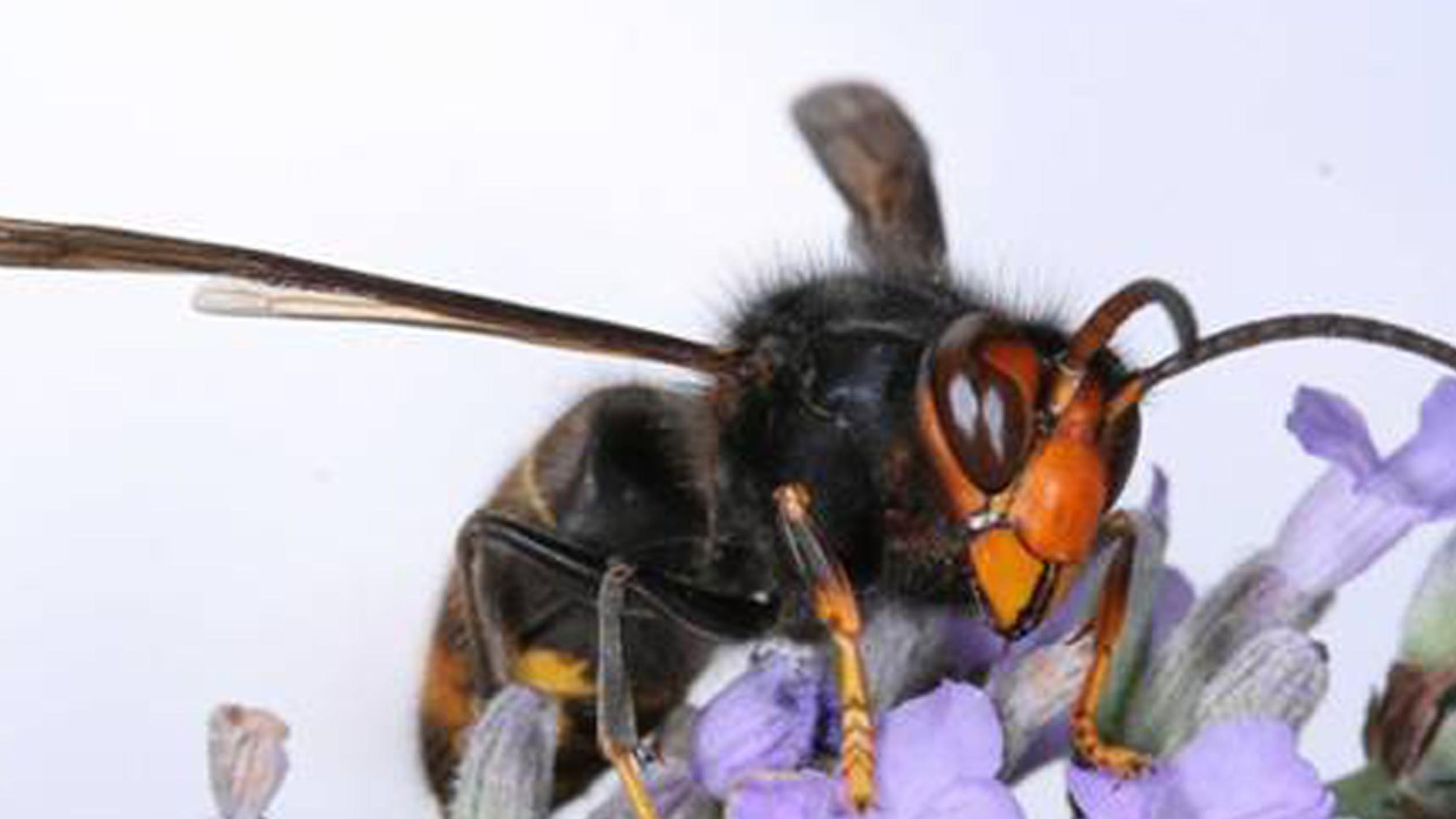 Asian hornets: Kent on front-line after record number of reports - BBC News