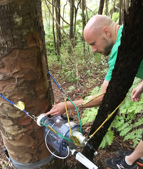 Martin Bader midiendo el flujo de agua en uno de los árboles vecinos al tocón