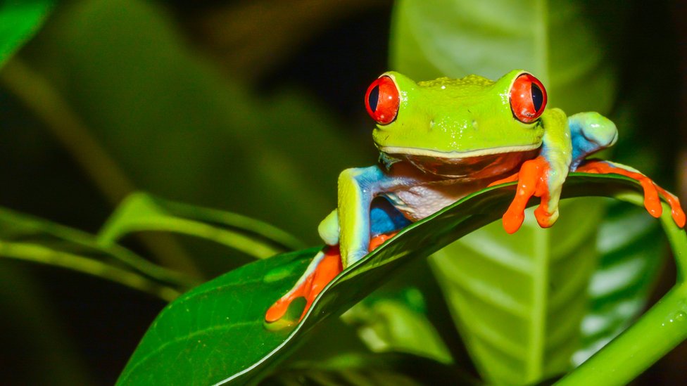 Rana arborícola de los ojos rojos, Costa Rica.