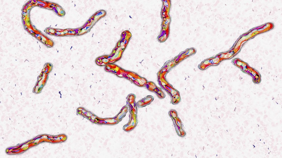 Tüberküloz bakterisi