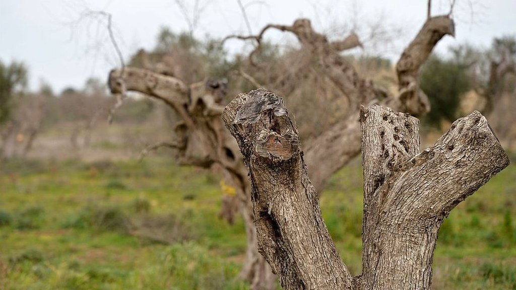 Зараженные оливковые деревья в регионе Апулия
