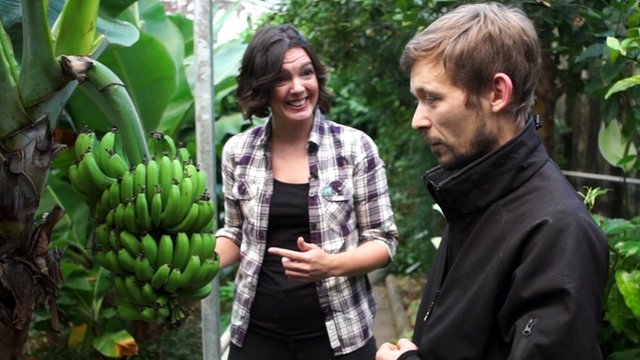 CBBC's Fran Scott learns about growing bananas in Iceland
