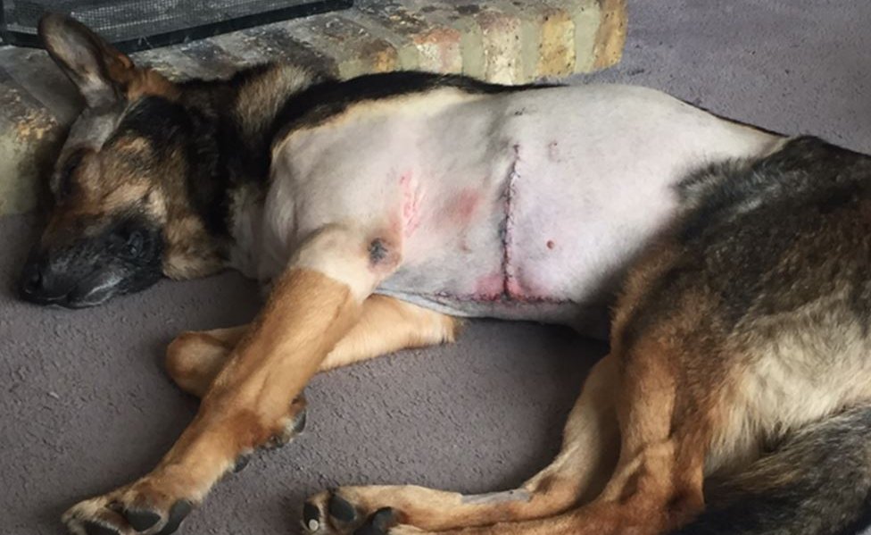 Финн, полицейский пес после операции