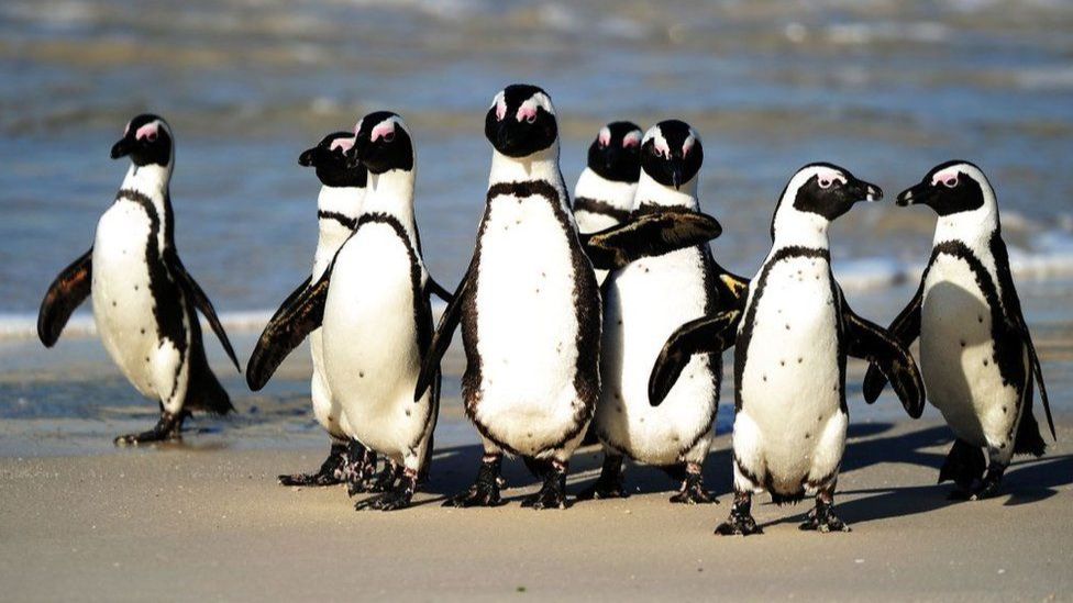 Afrika penguenlerinin sayılarının hızla azalması doğa koruma kurumlarını ve gruplarını kaygılandırıyor