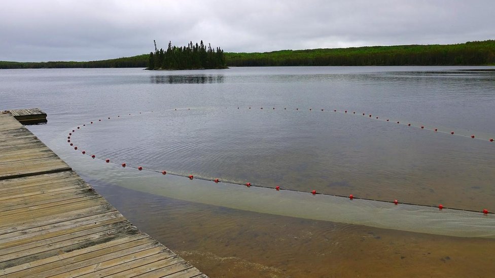Se utiliza una red de pesca para extraer las muestras de poblaciones de peces en un lagono afectado por el derrame. Una parte del lago en Ontario