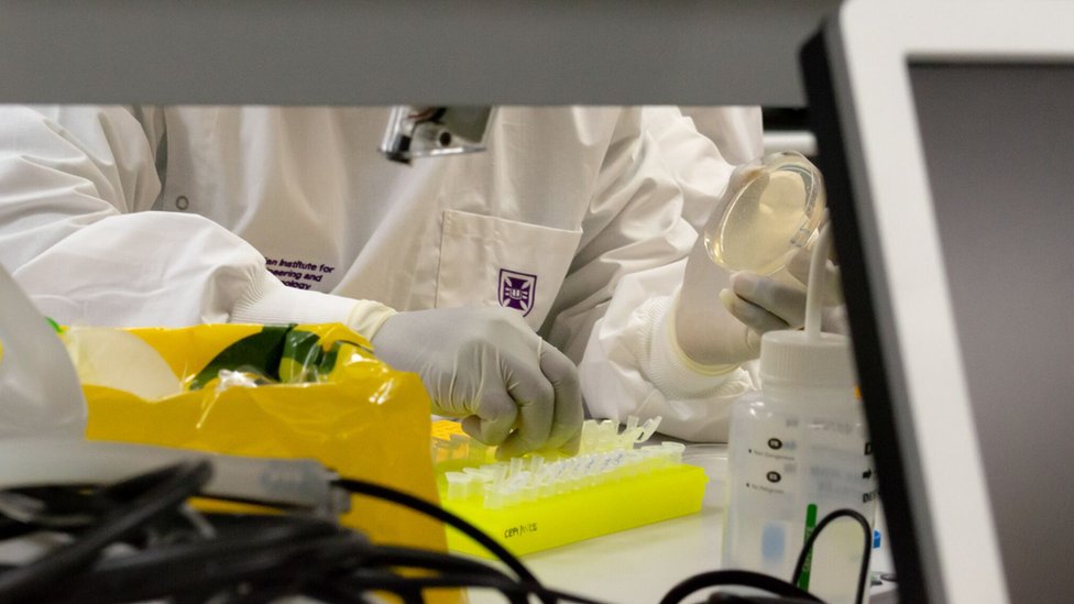 A handout from the University of Queensland shows a lab researcher at work