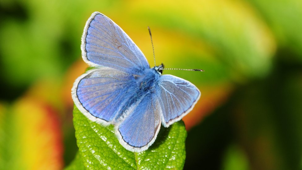 Обычная синяя бабочка отдыхает на листе
