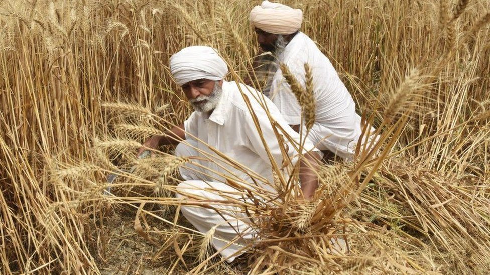 مزارعون يحصدون القمح في الهند