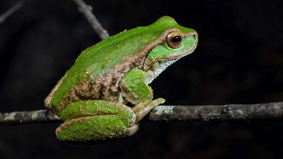 Saving Australian frog species on the brink of extinction