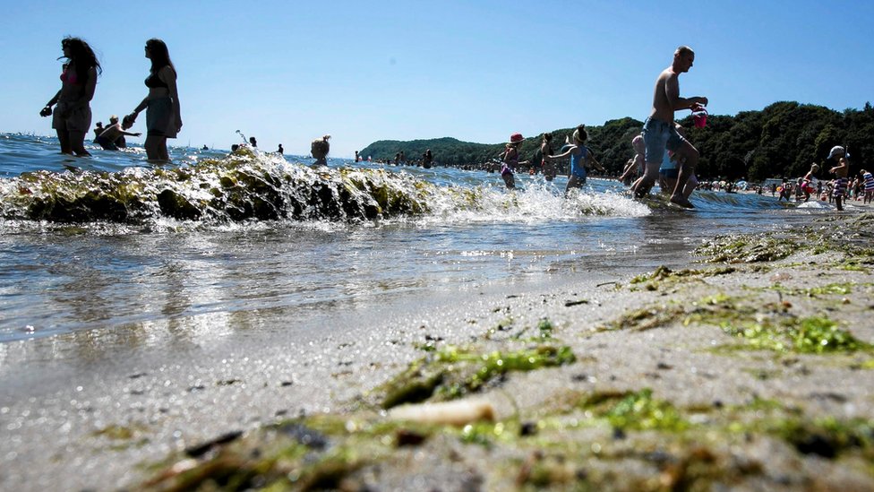 Algas tóxicas en la playa Gdynia, en Polonia, en julio.