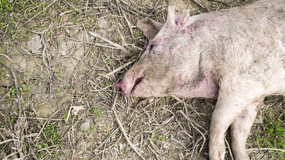 En Reino Unido existe una granja de cadáveres pero de cerdos, ya que el tejido de estos animales es bastante similar al nuestro. Cerdo muerto