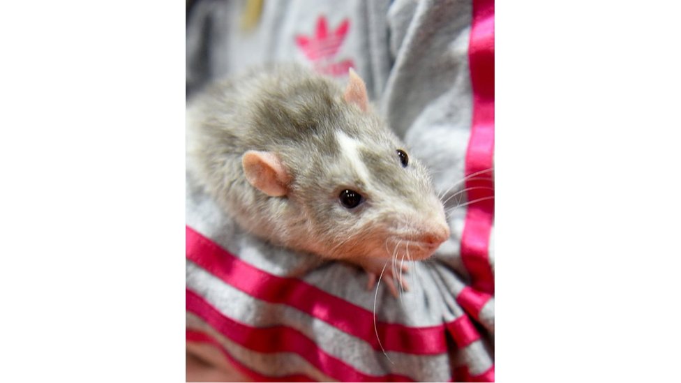 tikus