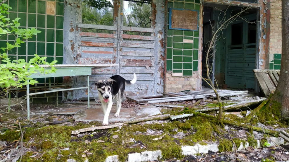 Cão em Chernobyl