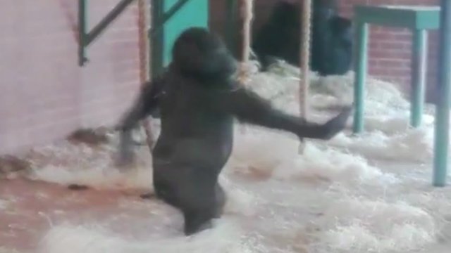 Lope the dancing gorilla