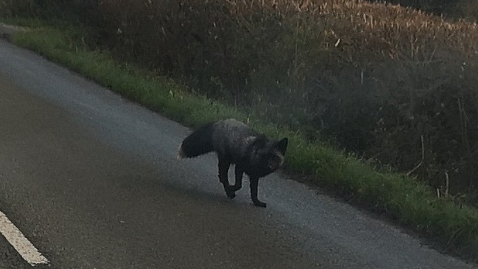 Black fox spotted by Karm Singh in Somerset