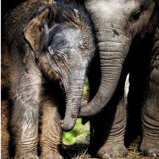 La población de elefantes africanos disminuyó en 30% entre 2007 y 2014. elefantes