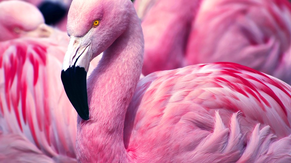 Why are flamingos pink?
