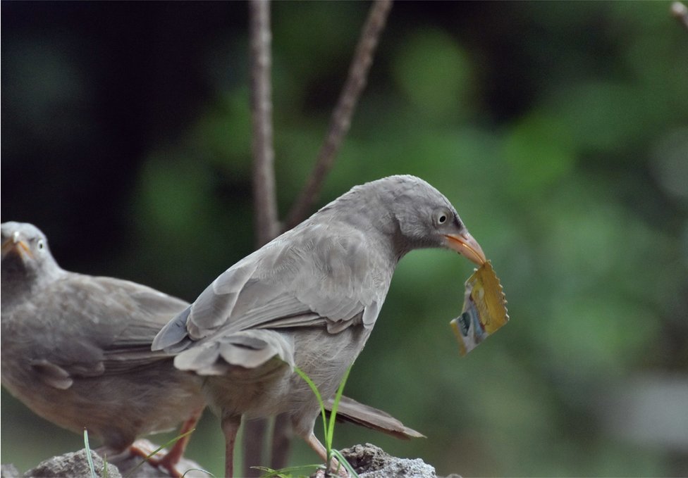 Un pájaro con un pedazo de plástico en la boca