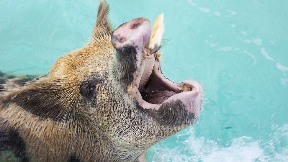 ... probablemente les dan comida. Cerdo recibiendo pan con la boca
