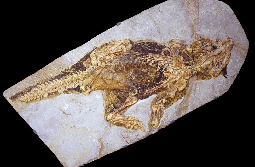 Ископаемые останки пситтакозавра