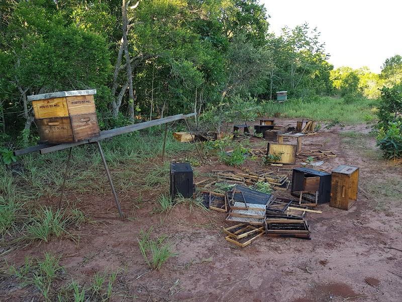 Caixas de colmeias destruídas após ataque do tatu-canastra