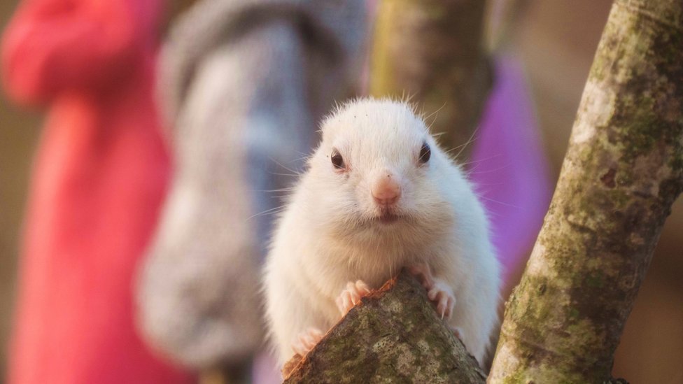 Longleat Safari Park Chipmunks Sent Hundreds Of Socks Bbc News