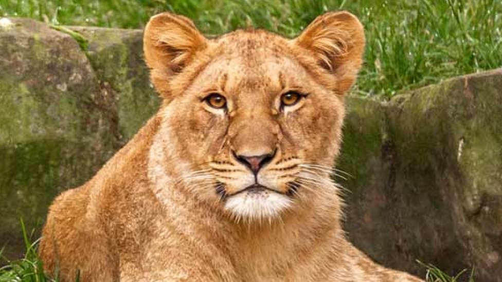 Whipsnade Zoo: Pride of lions due to arrive from Europe