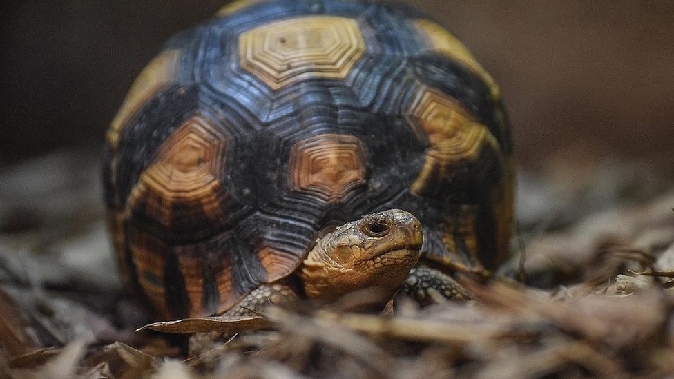 Smuggled rare ploughshare tortoises go on display for first time - BBC News