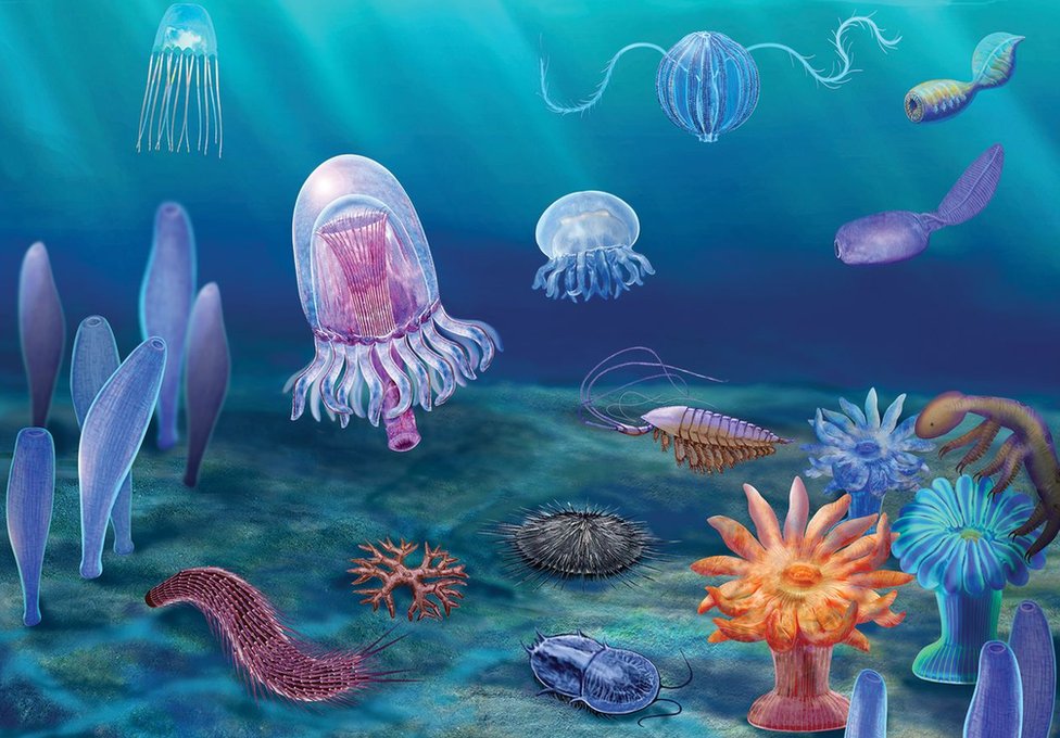 Artist's impression of the species