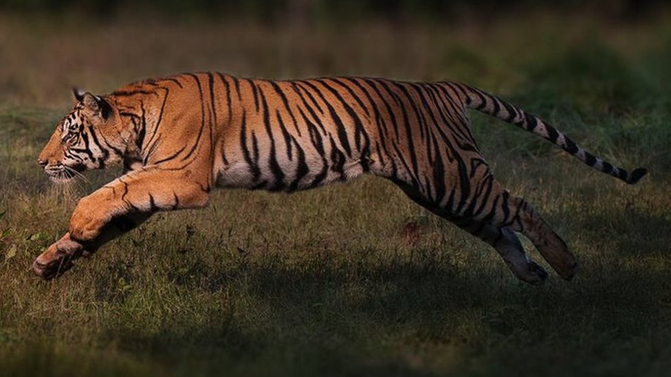 Endangered Tigers Making A Remarkable Comeback c News