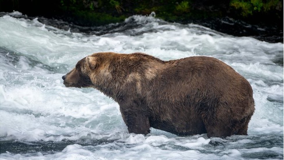 Otis the bear in 14 September picture