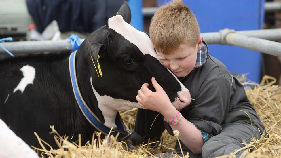 Мальчик обнимает корову на Балморал Шоу