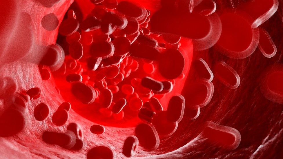 Ilustración del interior de un vaso sanguíneo
