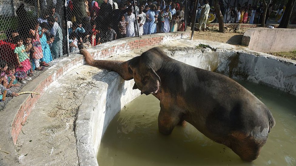 Foto Kaavan pada 2016 meminta makanan dari pengunjung.