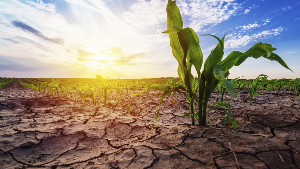 بعض النباتات تنمو في الحر الشديد