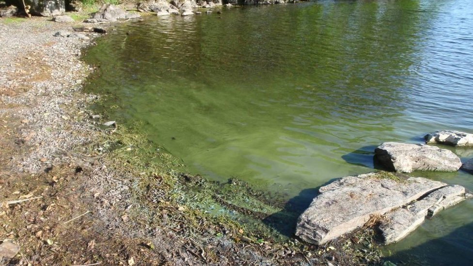 Lake District 'toxic' bluegreen algae warning BBC News