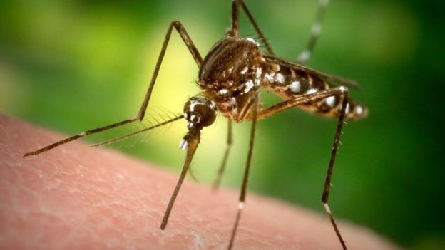 Aedes Aegypti bir çok tehlikeli hastalık taşıyor