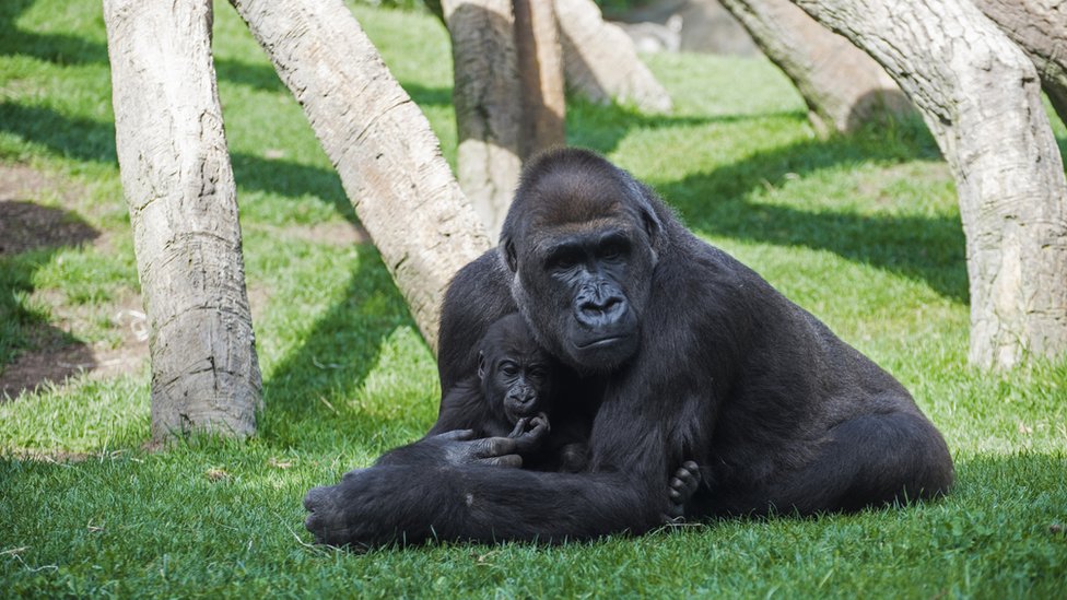 Gorila con bebé