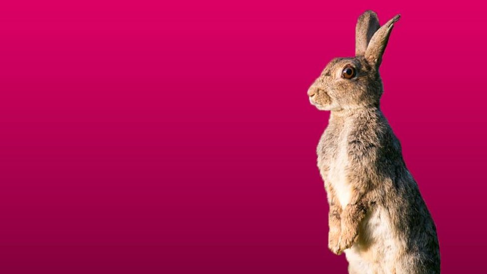 No hay una cantidad correcta ni incorrecta de relaciones sexuales que debes tener. Conejo en fondo rosa