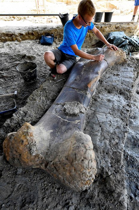 Maxime Lasseron inspecciona el fémur de un saurópodo, en el sitio de excavación Angeac-Charente, el 24 de julio de 2019