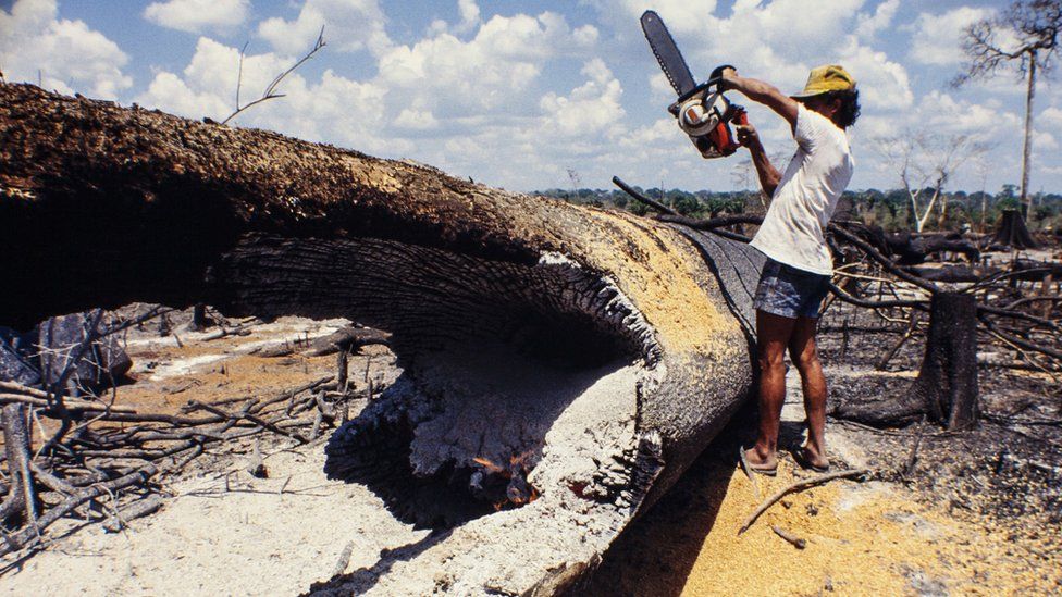 Hombre con sierra cortando árbol