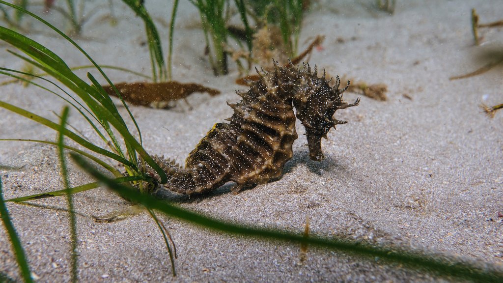 ‘Really, really rare’ seahorse spotted off UK coast