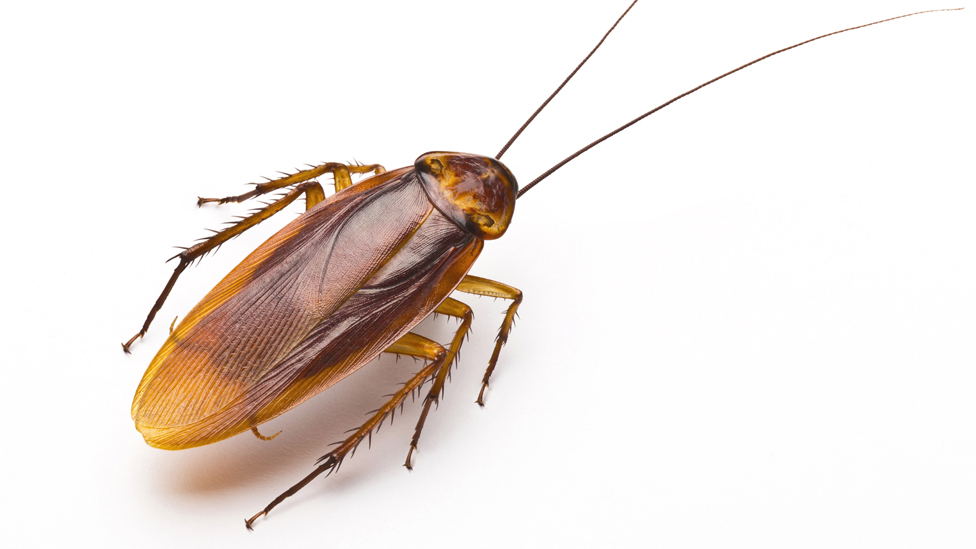 Controlling Difficult Cockroach Infestations