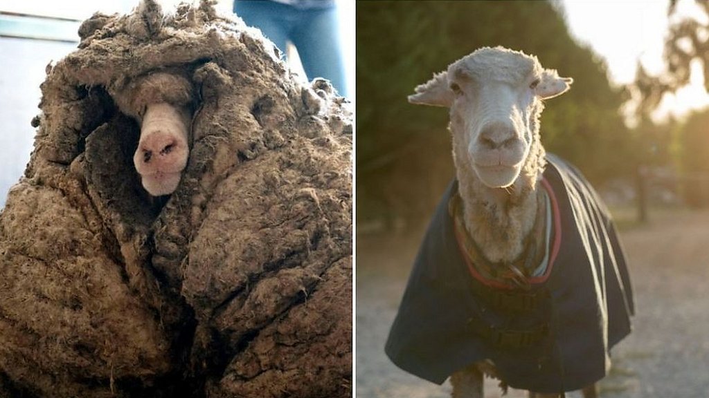 New fleece of life for Australian sheep with 35kg coat of wool