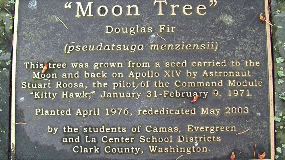 Placa de un árbol lunar plantado en Washington