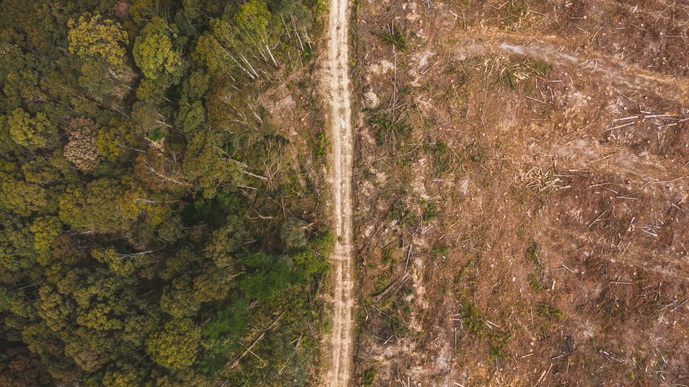Deforestación.