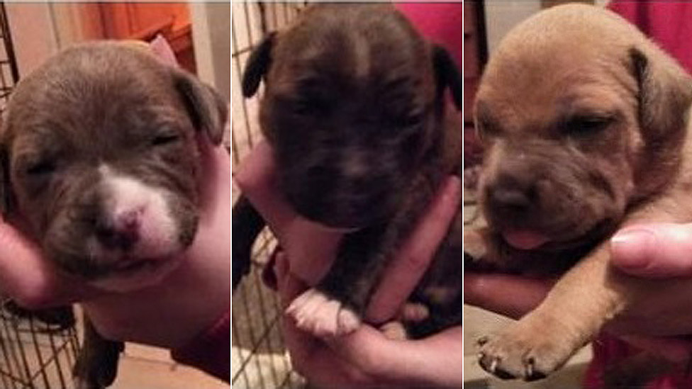 Two week old pitbull sales puppies