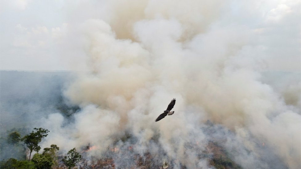 ave sobrevoa queimada em Apuí, Amazonas, setembro de 2021